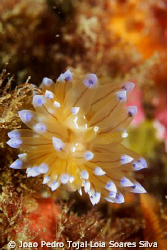 Janolus cristatus shot using Canon EOS 350D in Ikelite ho... by Joao Pedro Tojal Loia Soares Silva 